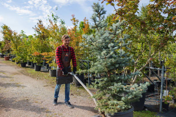 Best Tree Mulching  in Apex, NC